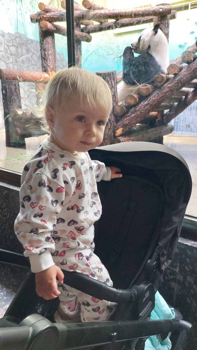 Панда просмотрена