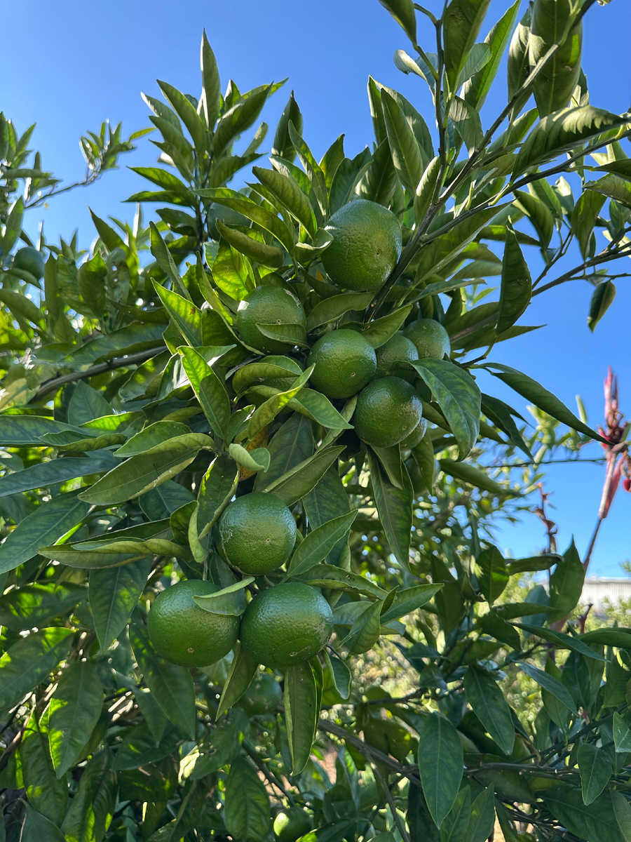 Мандарины зреют