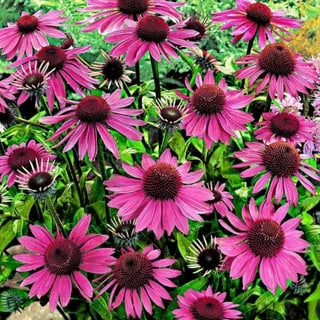 Эхинацея: солнечный многолетник для вашего сада, не требующий сложного ухода