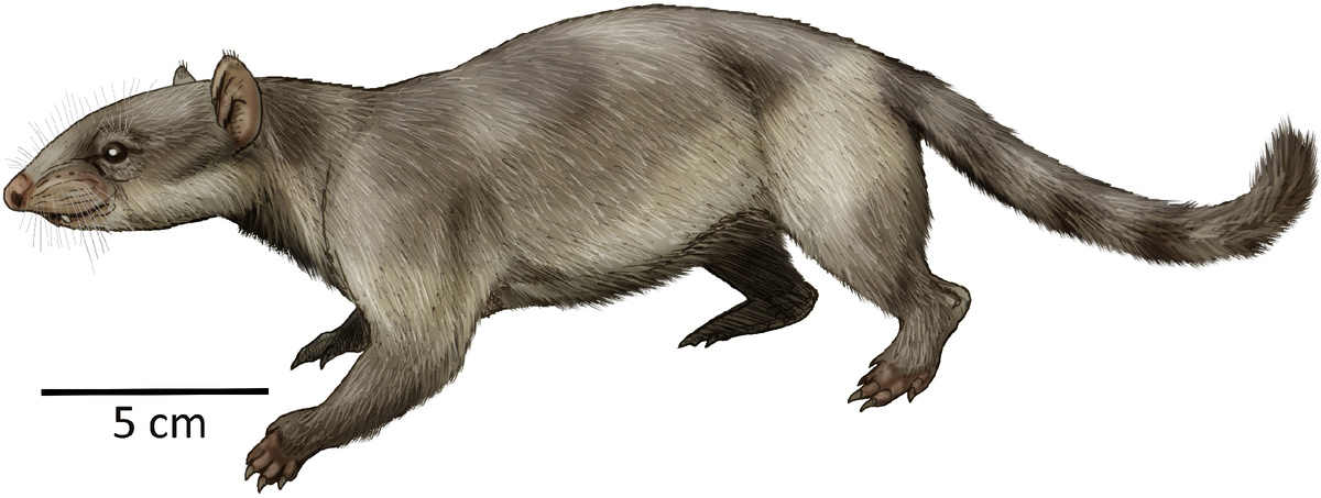 Alcidedorbignya inopinata