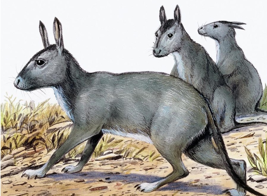 Протипотерии (Из открытых источников)