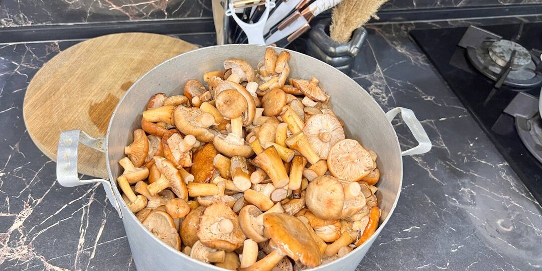 Соленые опята на зиму