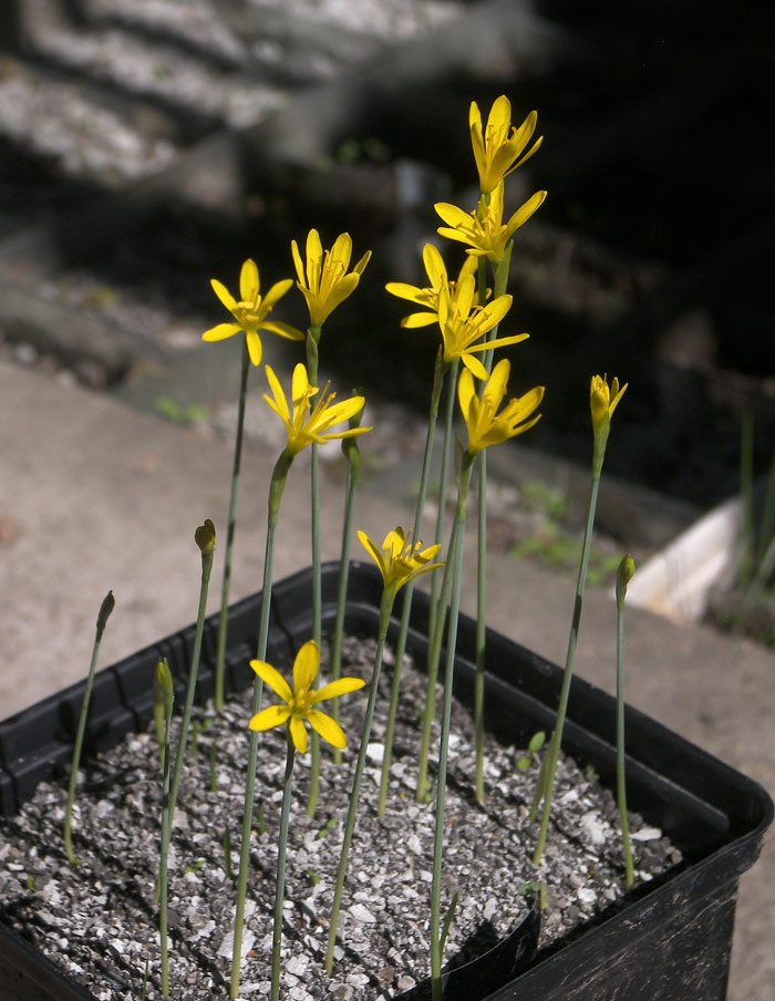 Нарцисс Каваниллеса Narcissus cavanillesii 