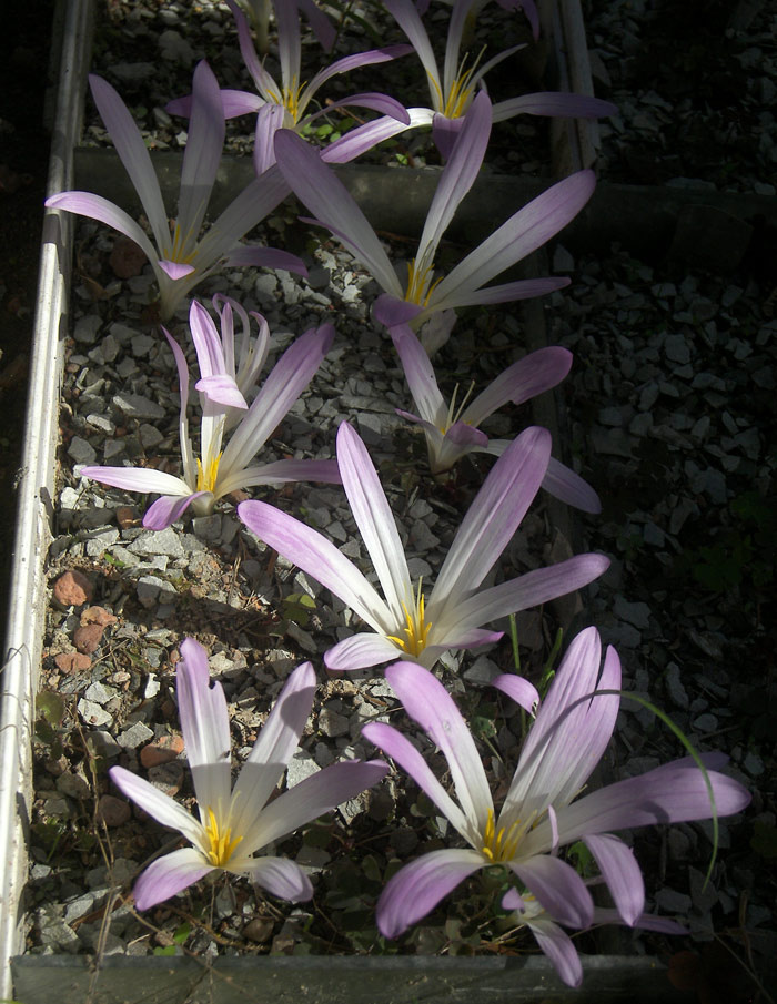 Мерендера греческая (Merendera attica)