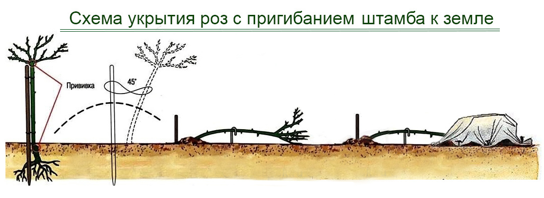 схема укрытия штамба розы к земле