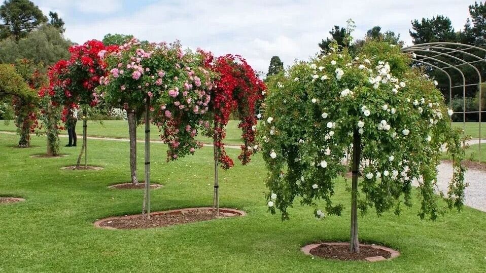 Штамбовые розы