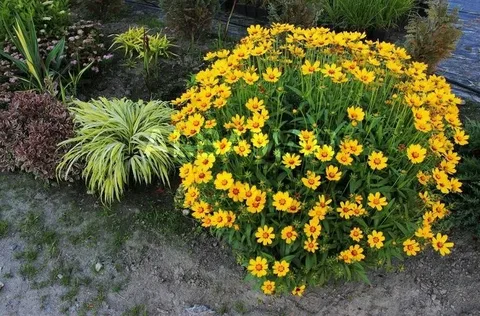 Кореопсис: самый солнечный многолетник для вашего сада