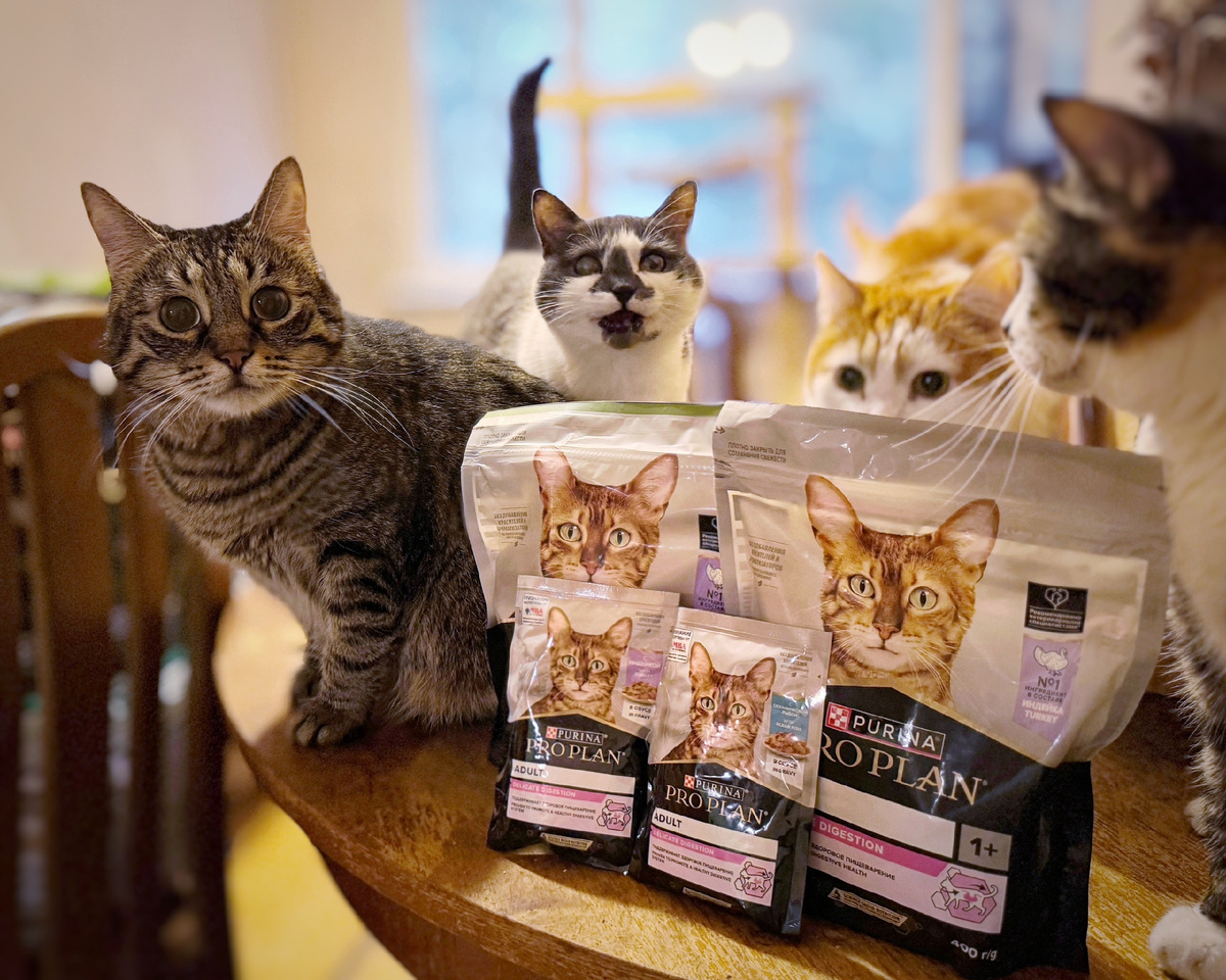 😻 Вася, Осинка и Василиса