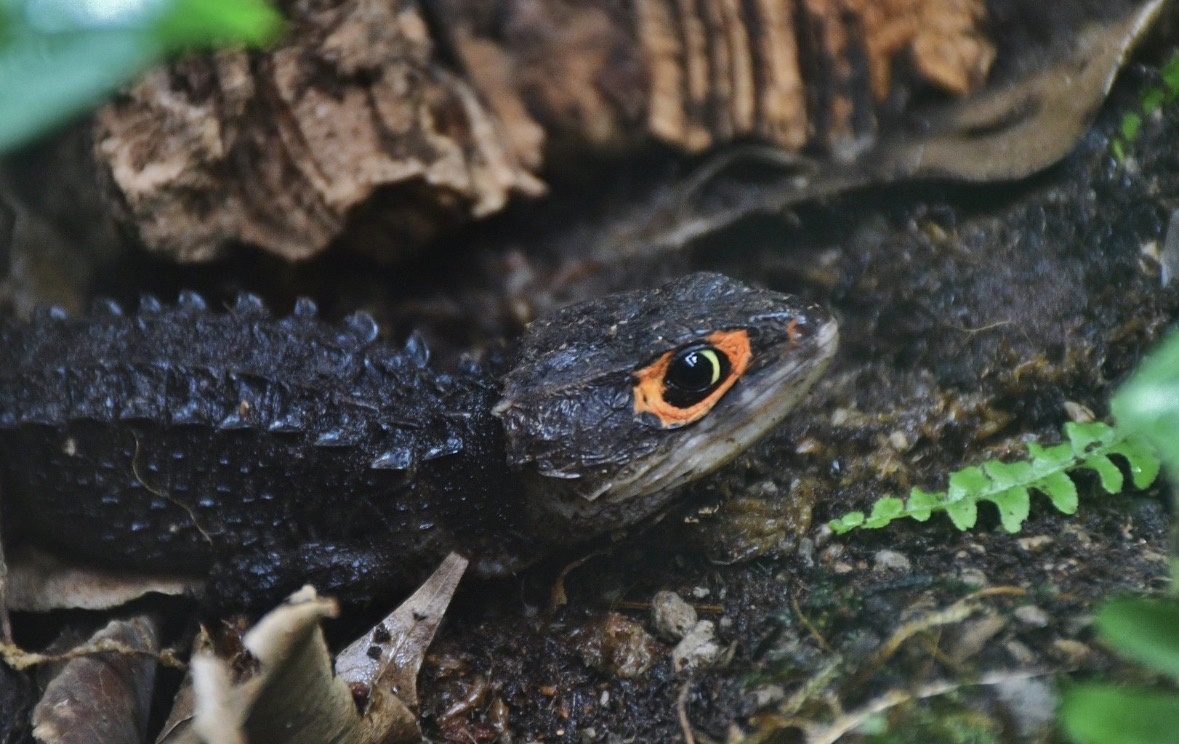 Крокодиловый сцинк (Tribolonotus gracilis)
