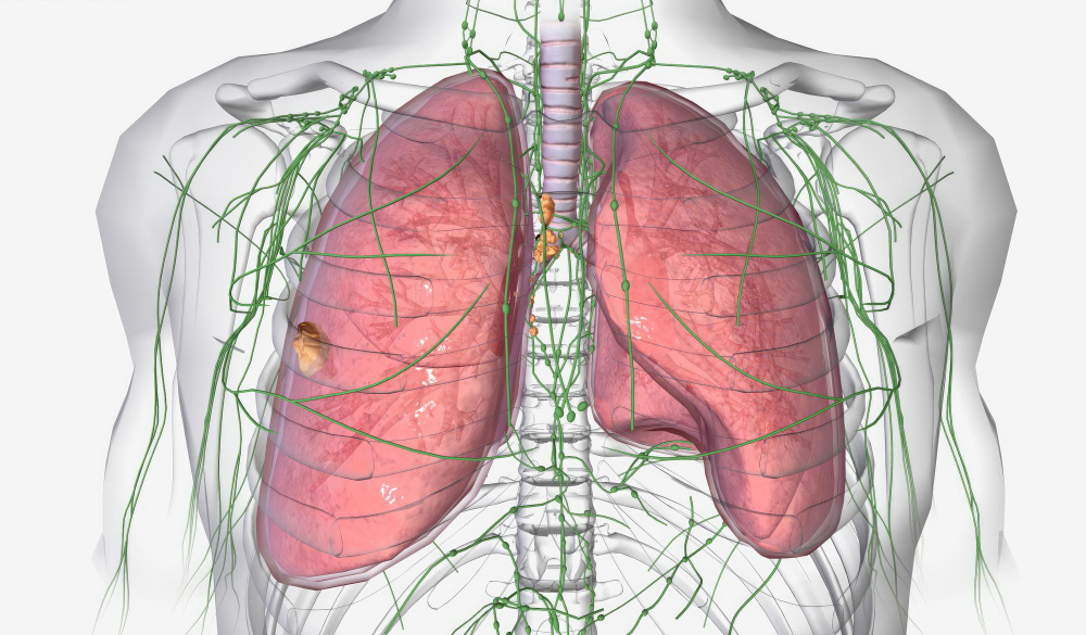 Увеличивается жизненная емкость легких. (источник изображения: freepik.com)