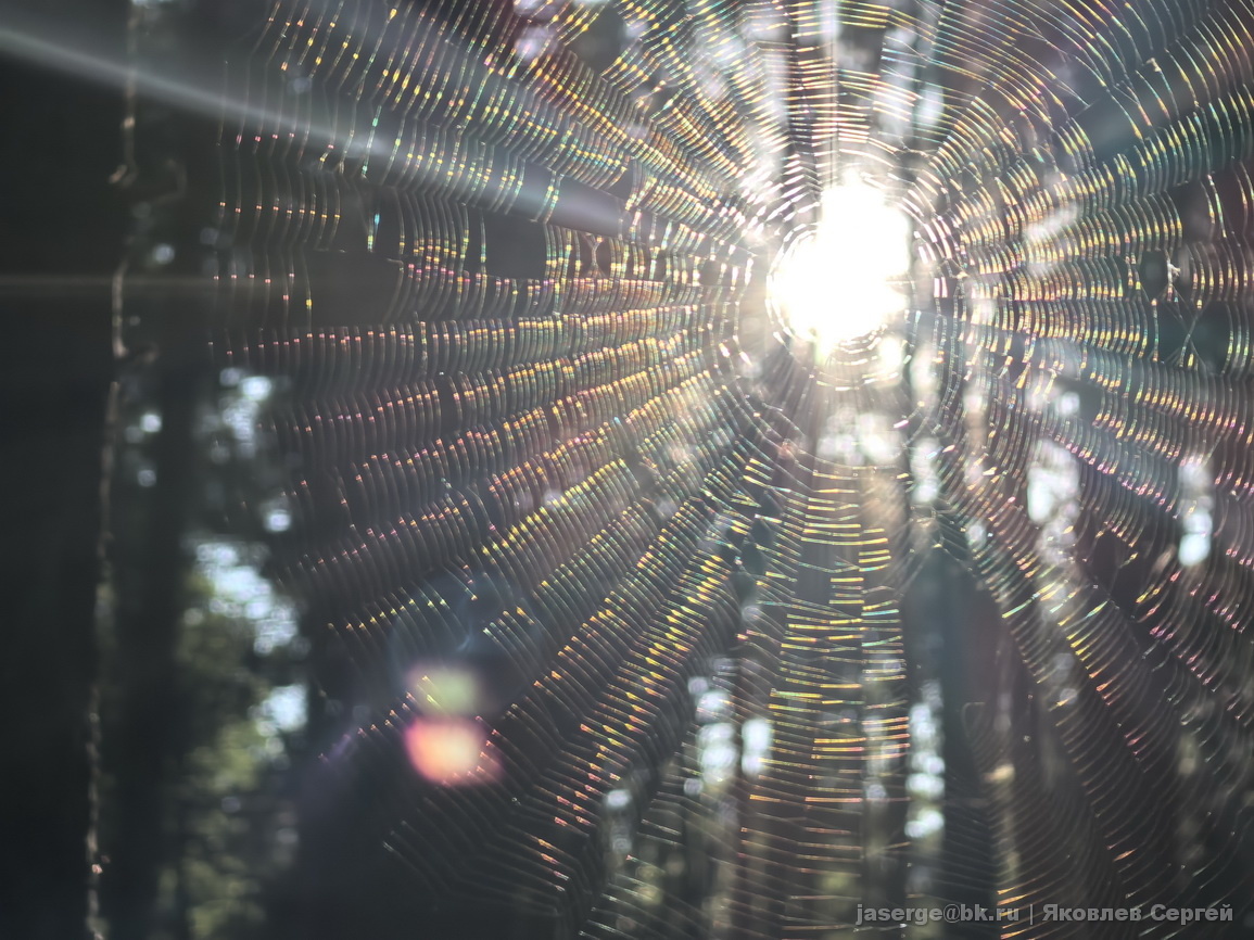 Можно попасть в хитросплетения природохранного законодательства, как в паутину