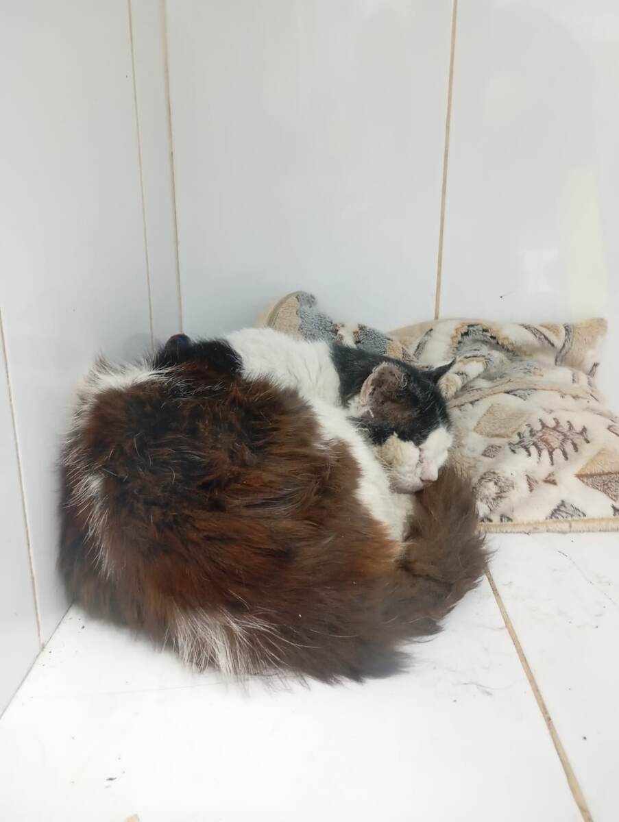 Смтрите, какой роскошный. Пледик почти научились использовать 