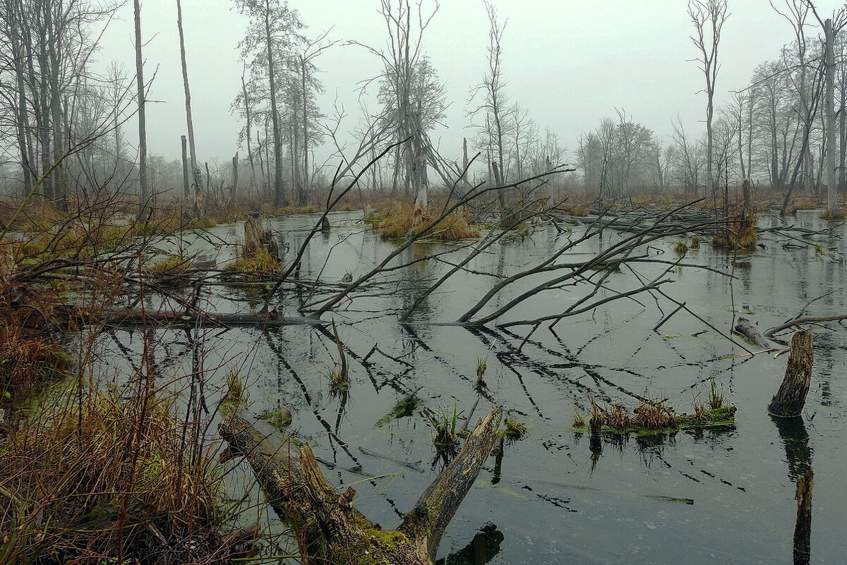 Царство Кикиморы болотной в грницах Трибалтии