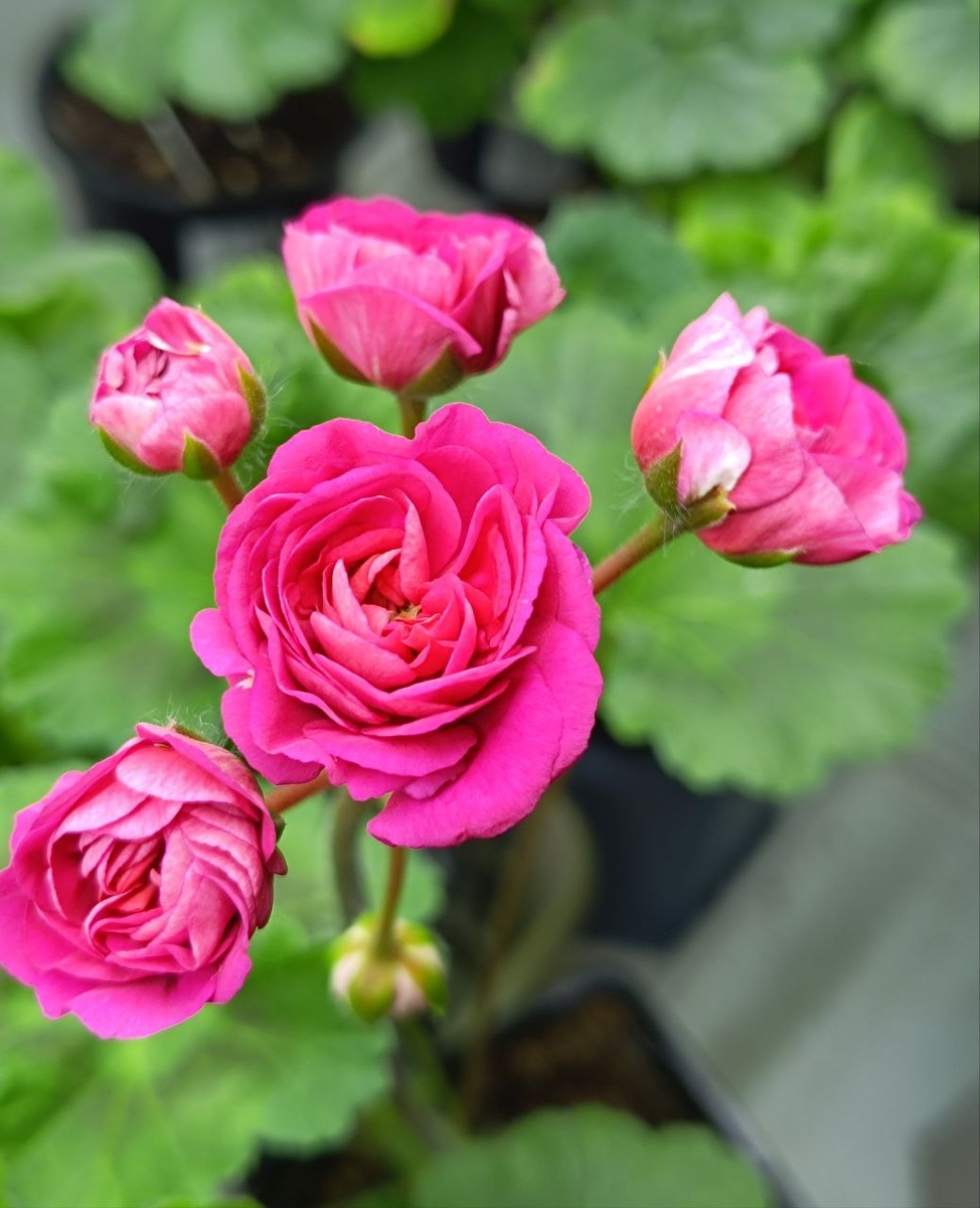 ЮВ Византия. Первое цветение черенка. 