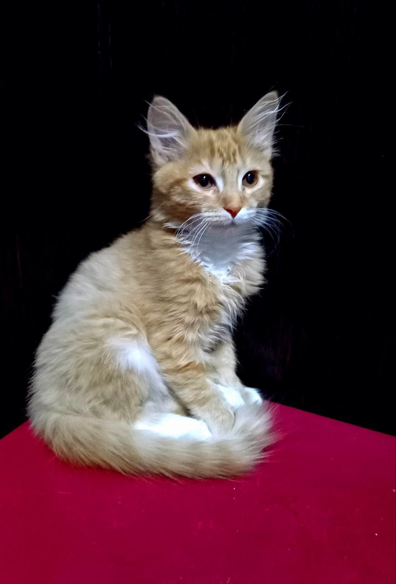 Ричарду 3 месяца 