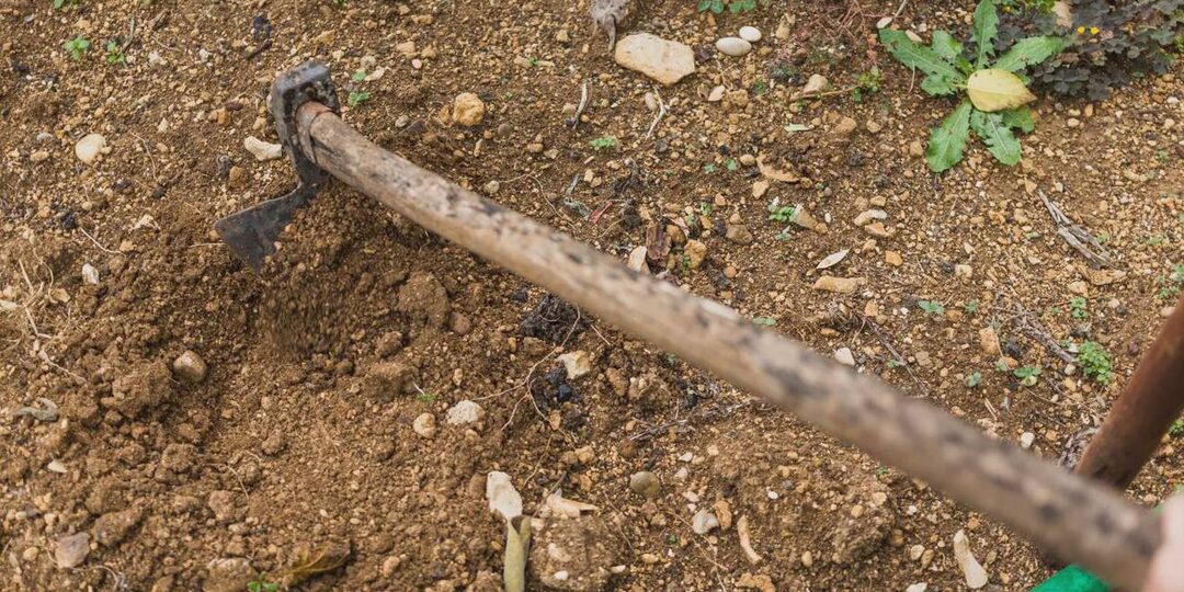 Продукт с кухни вместо навоза — как сделать землю плодородной без запаха и грязи