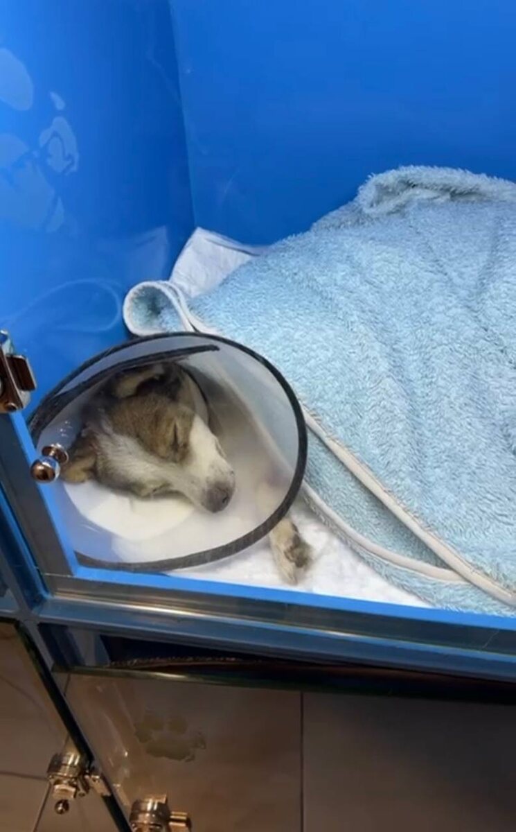 Спит, чтобы организм мог еще побороться. Фото из архива автора