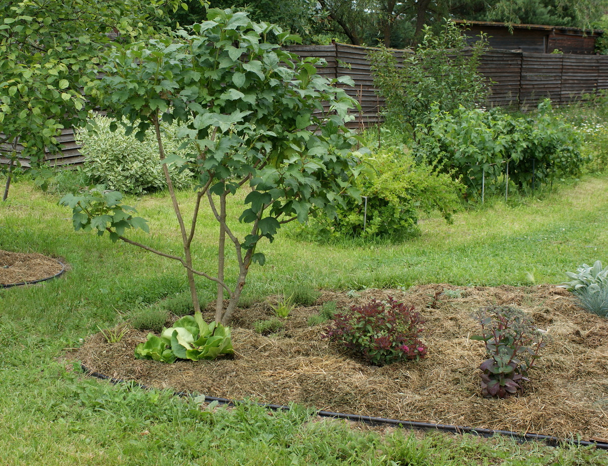 13 июля 2025 года. Нормальная картина этого лета: Оля, стоящая в задумчивости над этой 'красотой', мысленно играющая здесь в шашки цветами и представляющая райские кущи. 