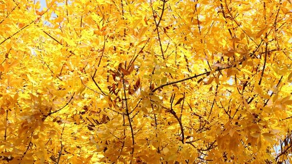    © РИА Новости Крым . Владислав Сергиенко