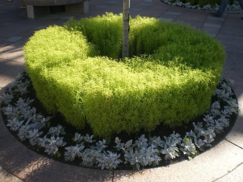 Как сажать Кохию