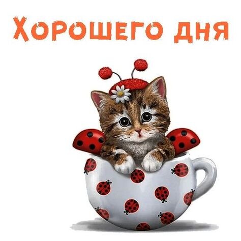 Фото из открытого источника в интернете.