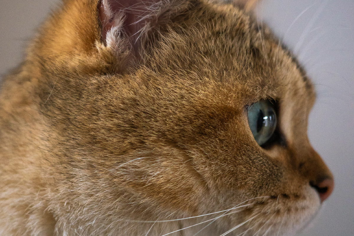 Шерсть - не источник аллергии на кошек. Фото: Dynamic Wang