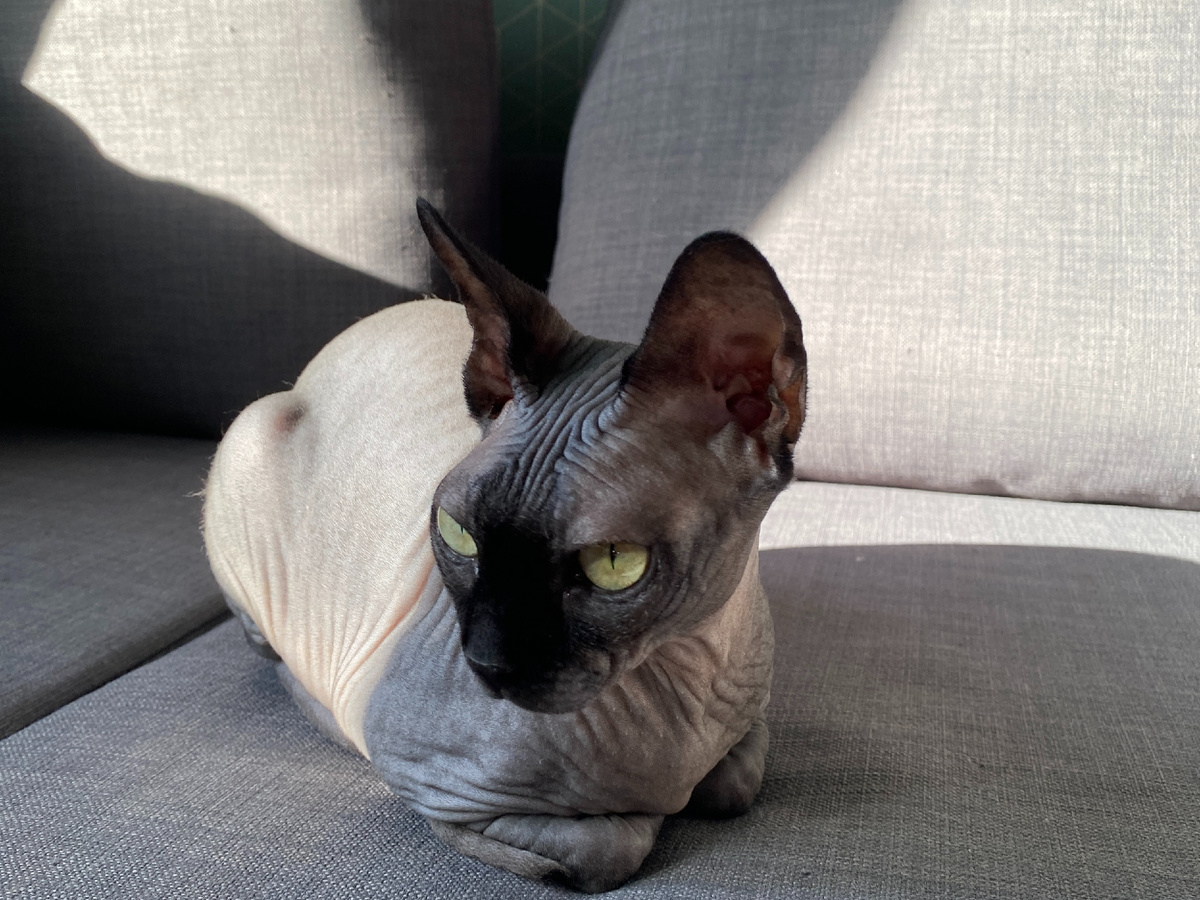 Наши кошки: 6-ти летняя канадка Котя, 17-ти летняя сибирская Мохнатый и 5-ти месячная Элизабет