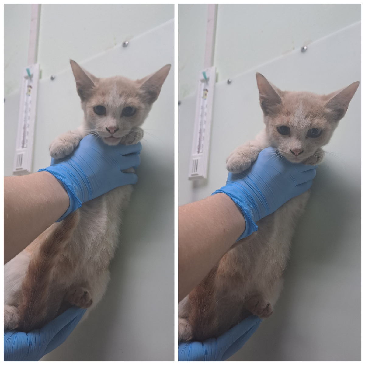 Орнамента спасли с улицы.