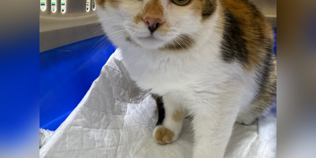 Приветствуем новичков: спасены с улицы, домашние из неблагополучной квартиры и с передержки