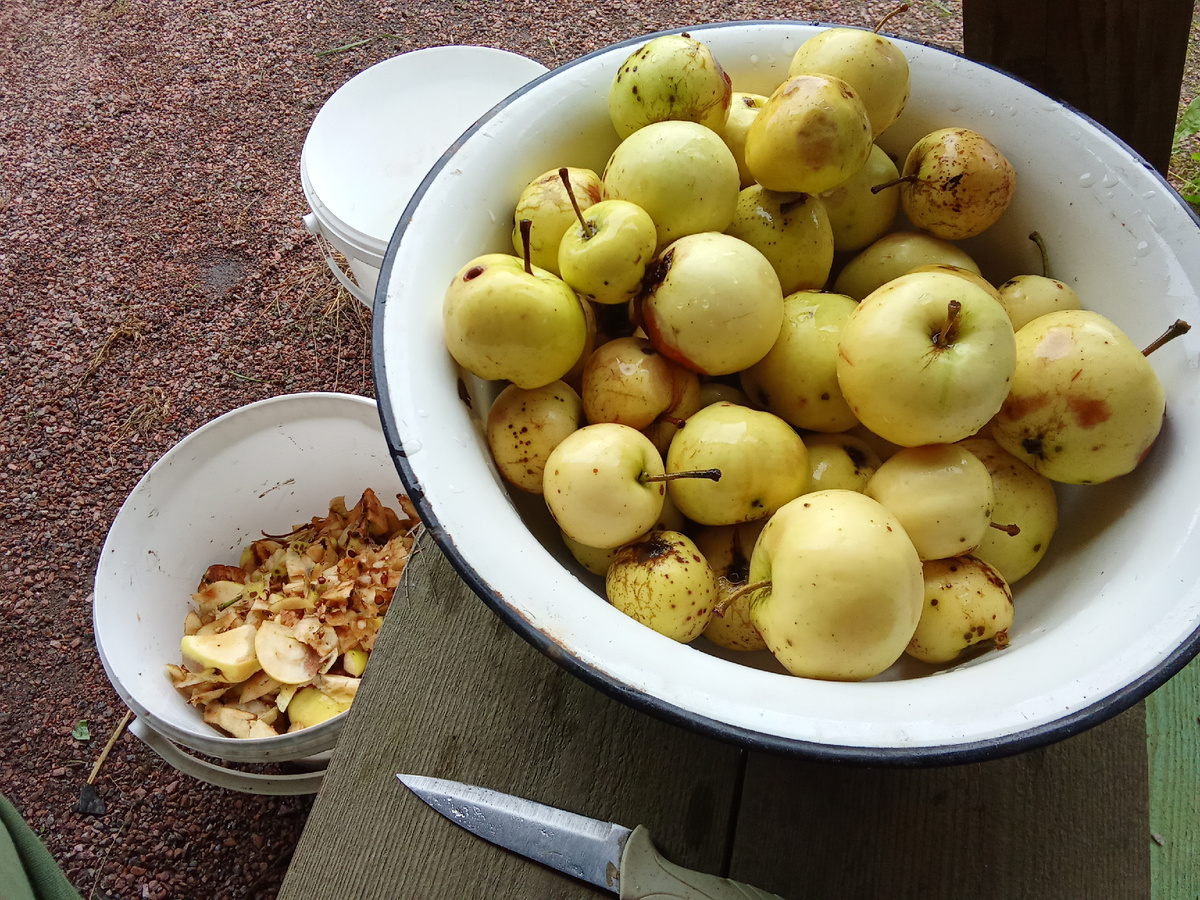 Яблоки с дачи. Чищу битые яблоки их и закладываю в морозилку