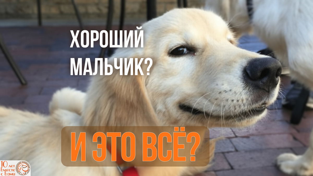 Золотистый ретривер со скептическим взглядом | Именно так выглядит собака, пытающаяся понять: слова «хороший мальчик» – это уже вся награда, или будет что-то посерьёзнее? | Изображение: DogSelf