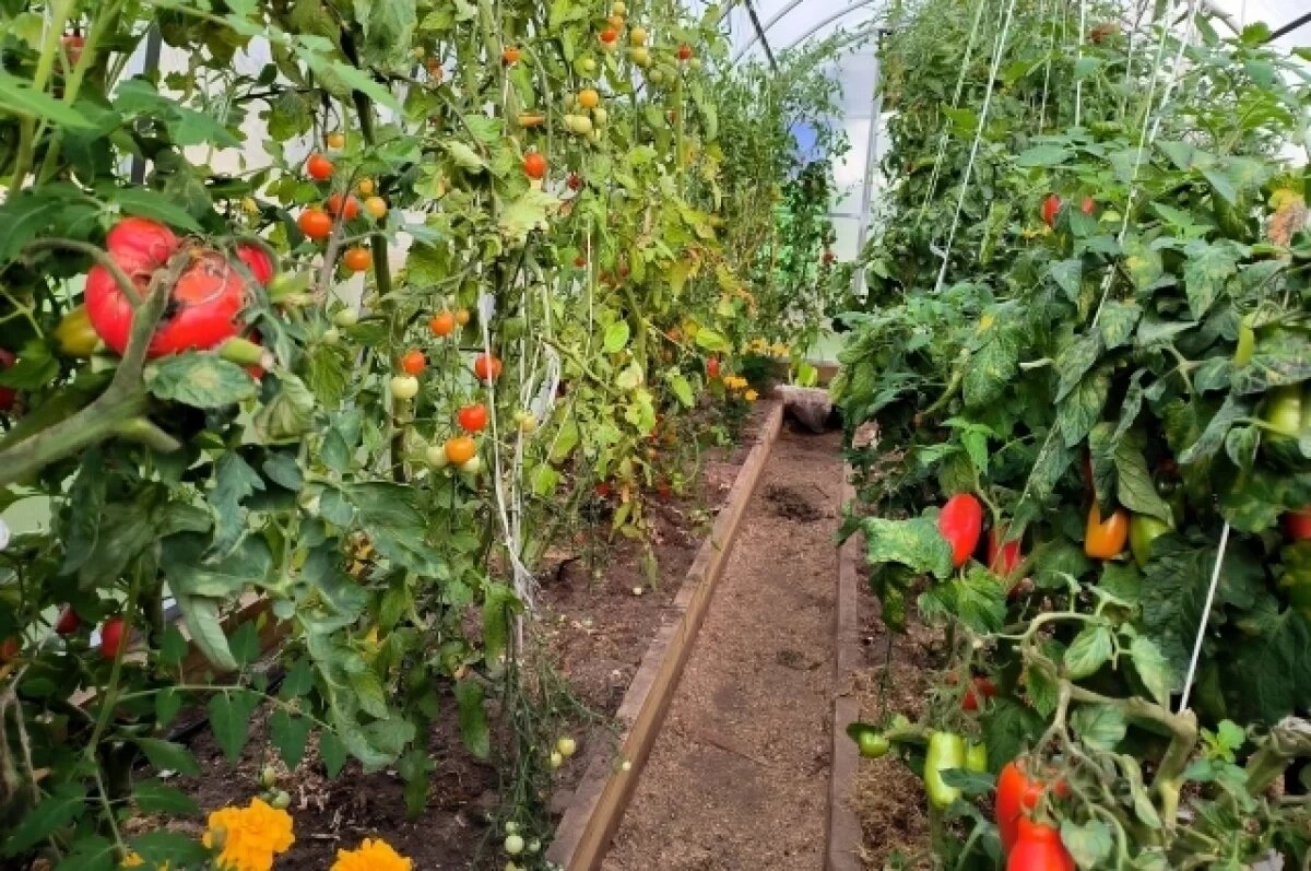    Агроном Шубина назвала обязательные работы на даче осенью в Новосибирске