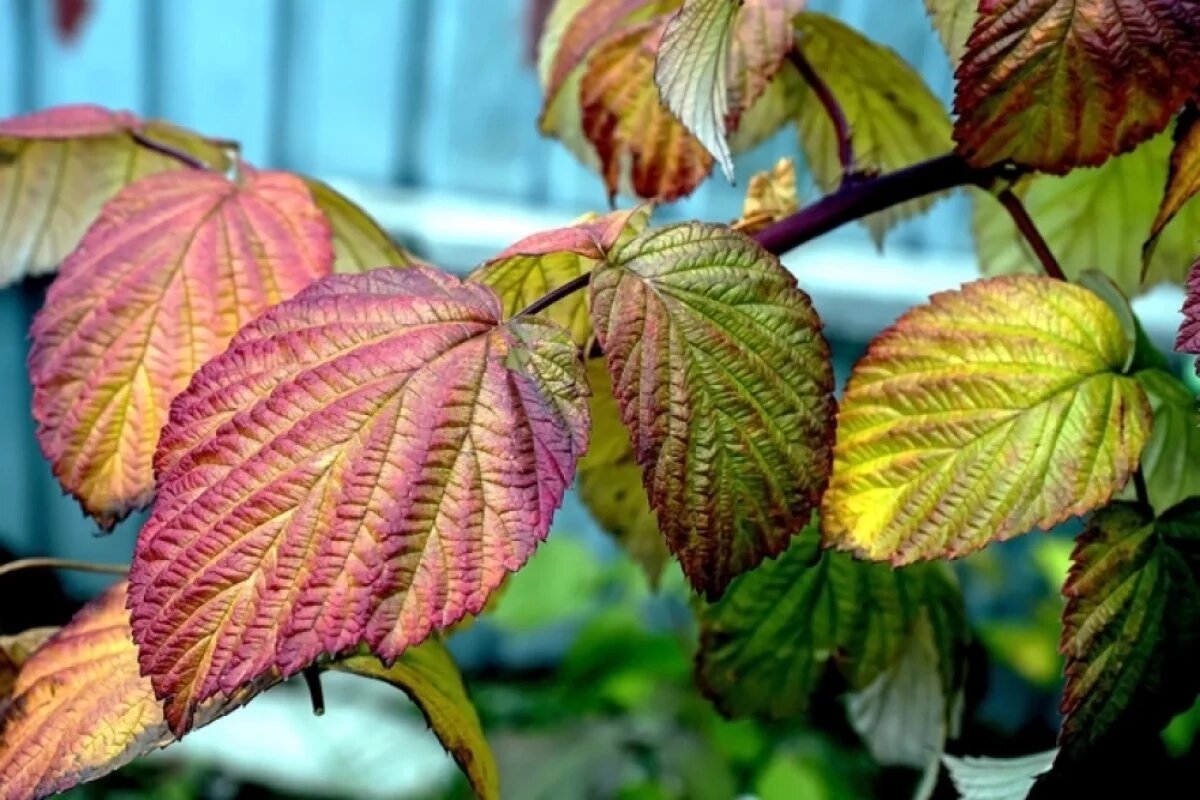    Малину и облепиху рекомендуется высаживать однолетними отпрысками.