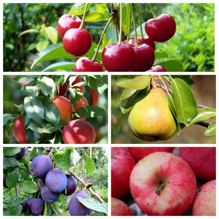 Вишня,персик, груша,слива,яблониВишня, персик, груша, слива, яблоня.