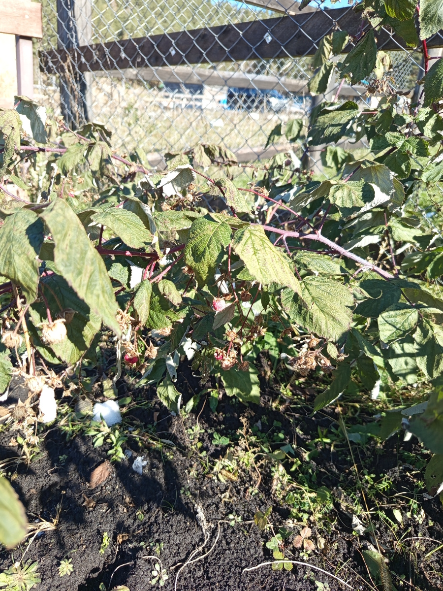 Не вызревшая ягода