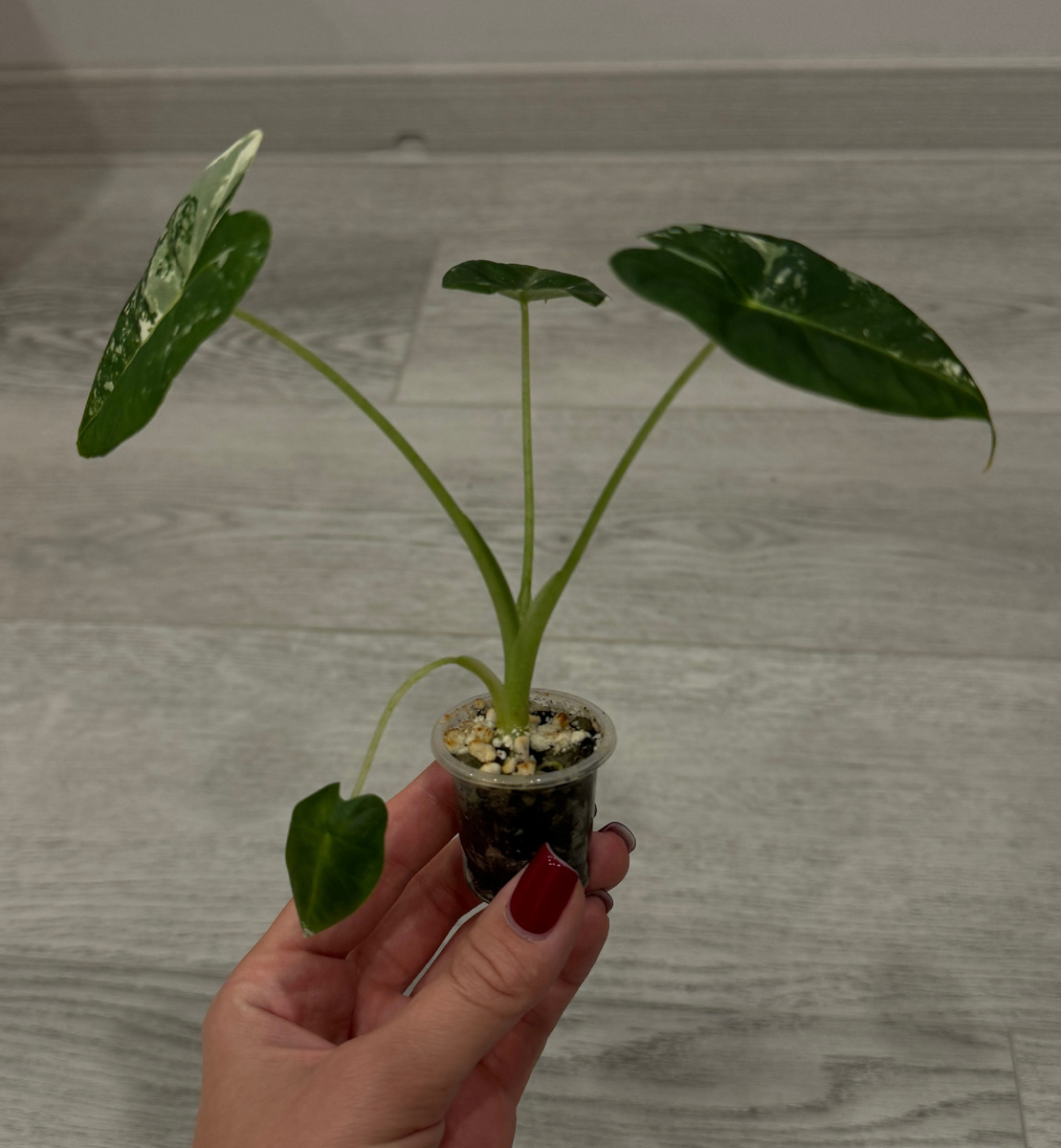 Вчера моя красотка захотела сильно пить и опустила два листа. После полива один подняла, а вот второго, кажется, у нее больше нет(