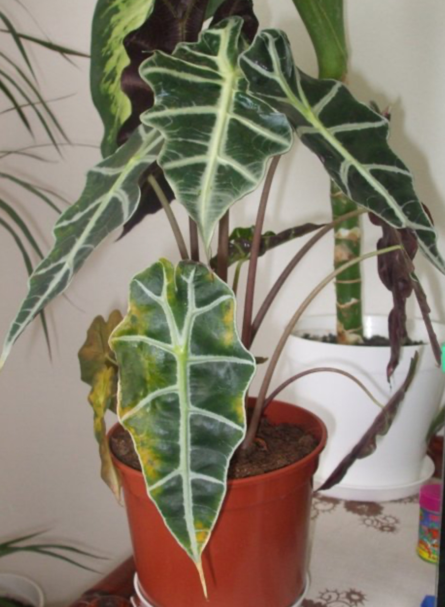 Вот так проявляется залив (фото из открытых источников)