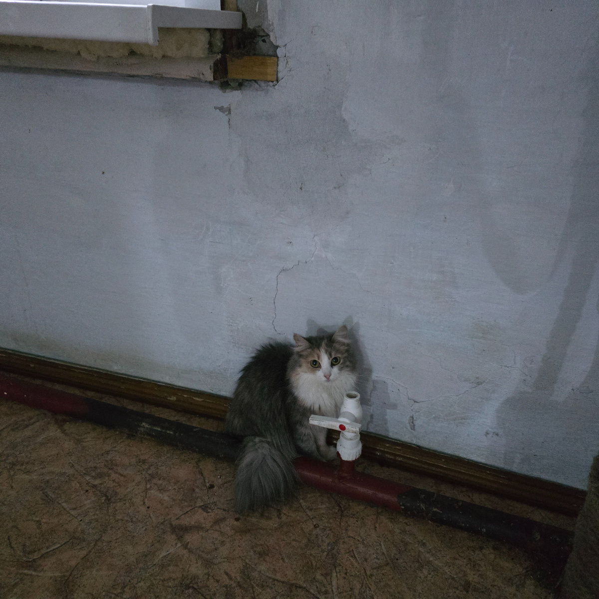 пушистый контролер водных ресурсов в углу