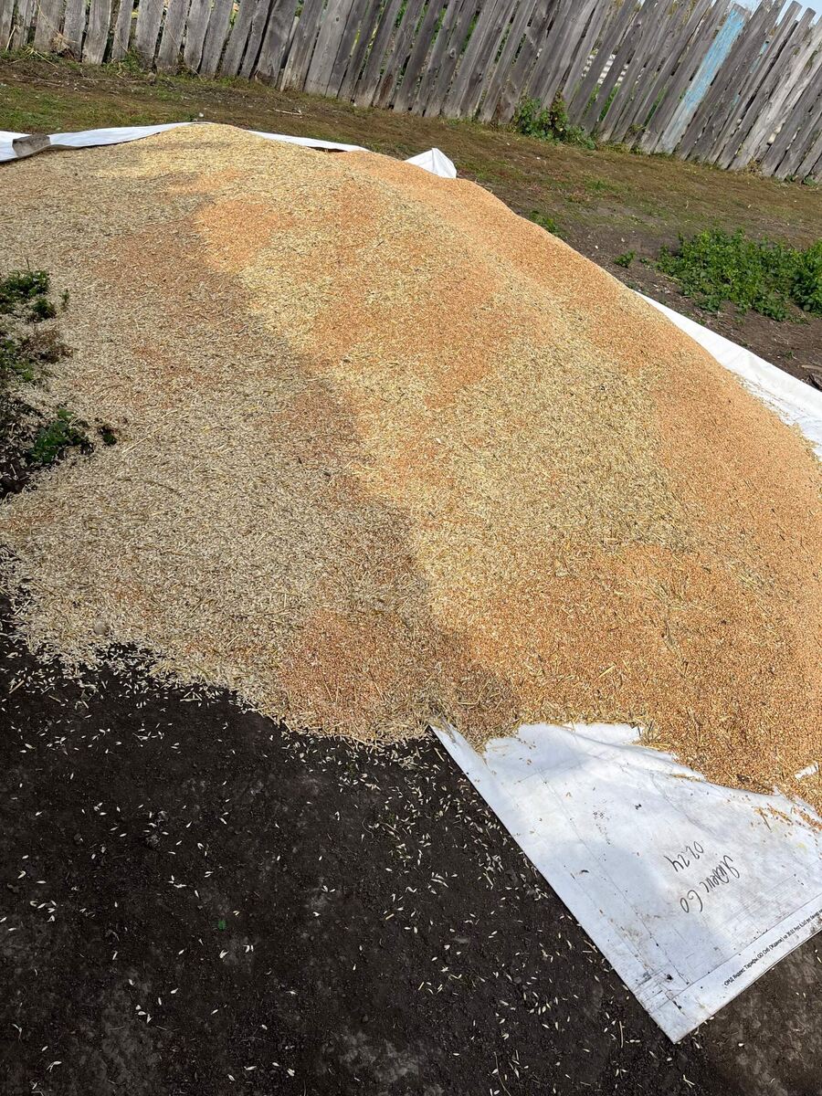 Зерно сразу из под комбайна.