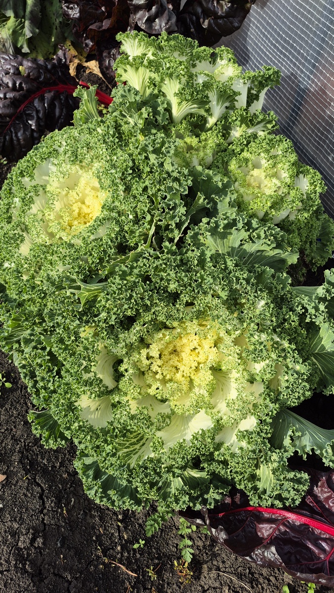 Приходите на рутуб и все увидите,мою красоту огородную,