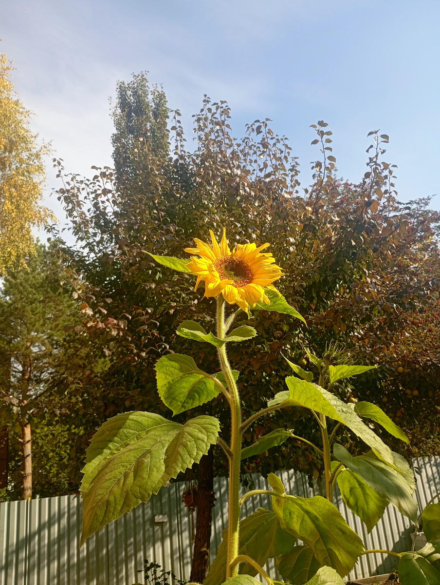 Надо же подсолнух так тянулся, к солнцу, вымахал и распустился