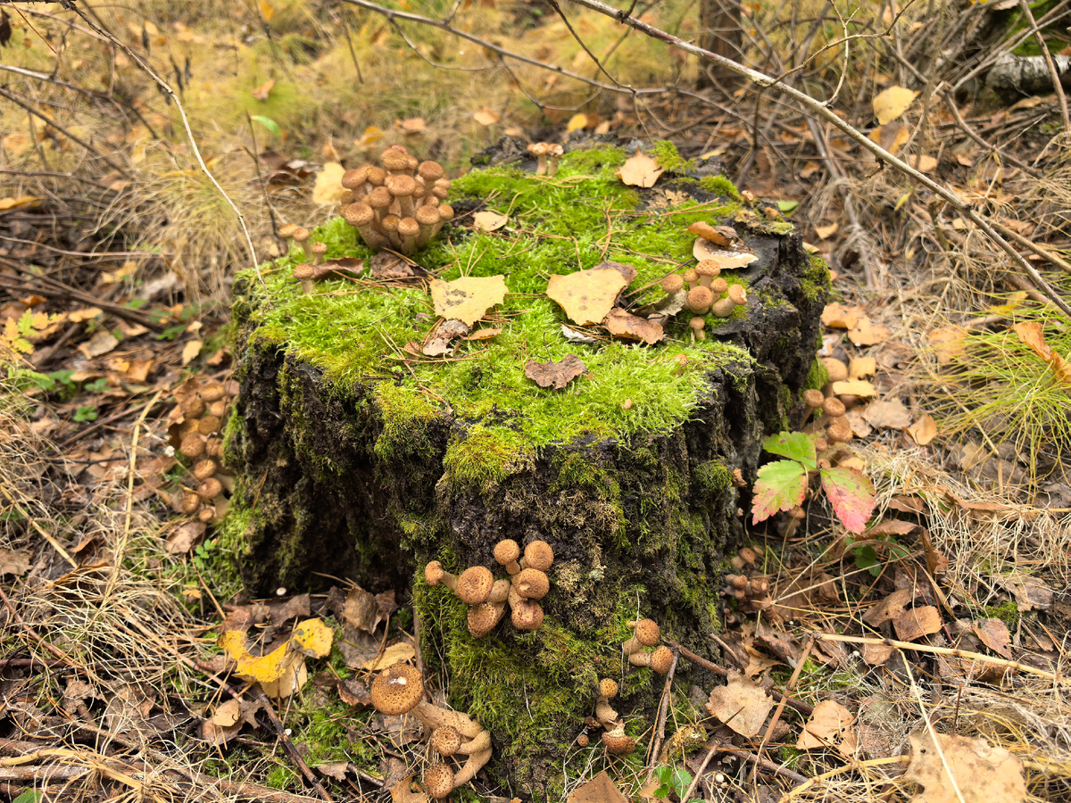 Волшебный пенёчек.
