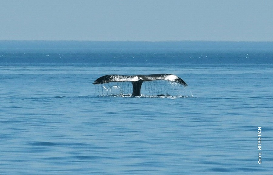 Тематическое фото: ИПЭЭ РАН