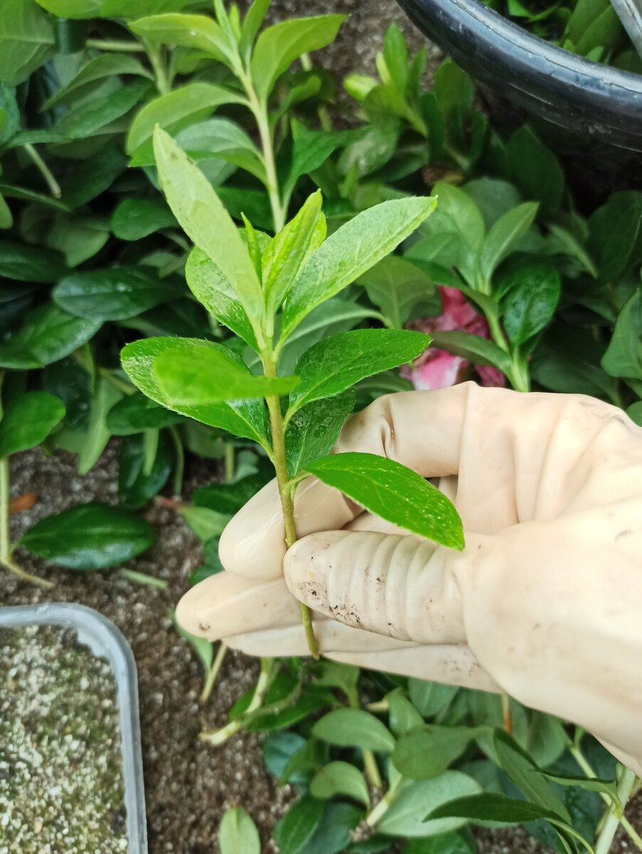 Черенки Азалии