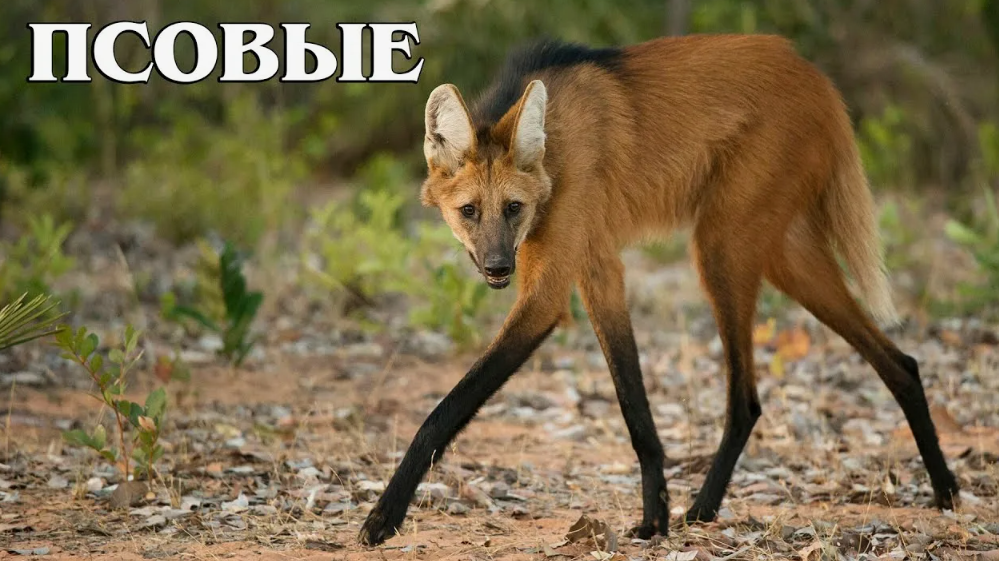 На наших Ютуб каналах по ссылкам в описании на Дзен есть видео про волков