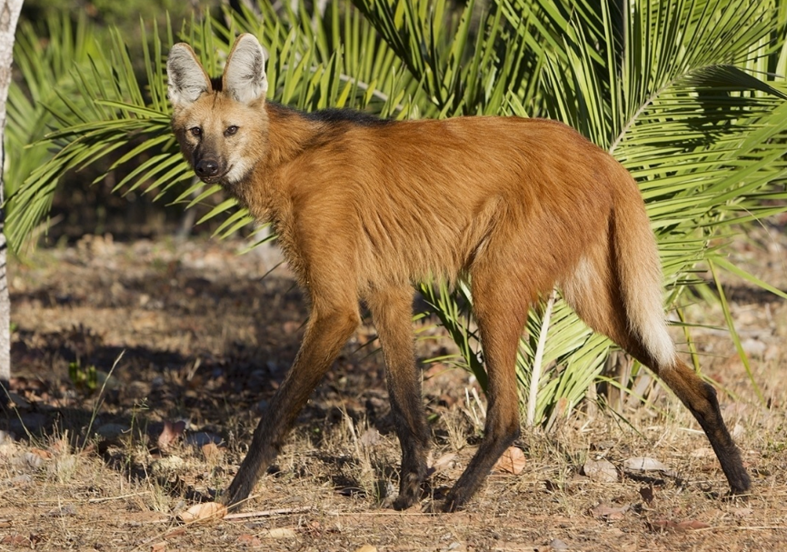 Гривистый волк