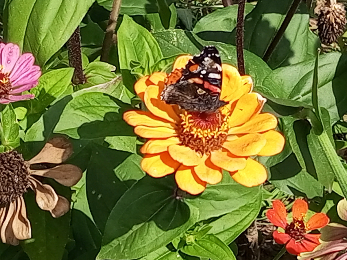 Последние цветы. Фото автора.