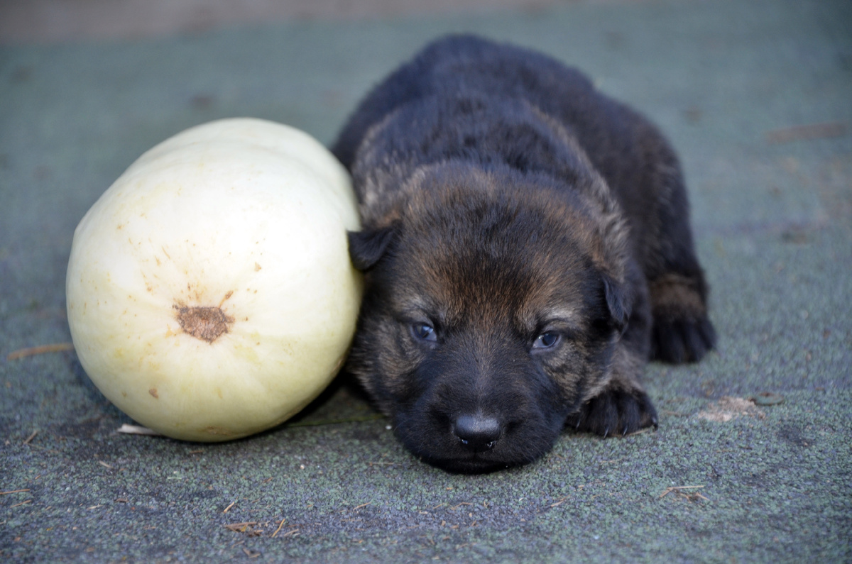 немецкая овчарка зонарного окраса (фото автора)