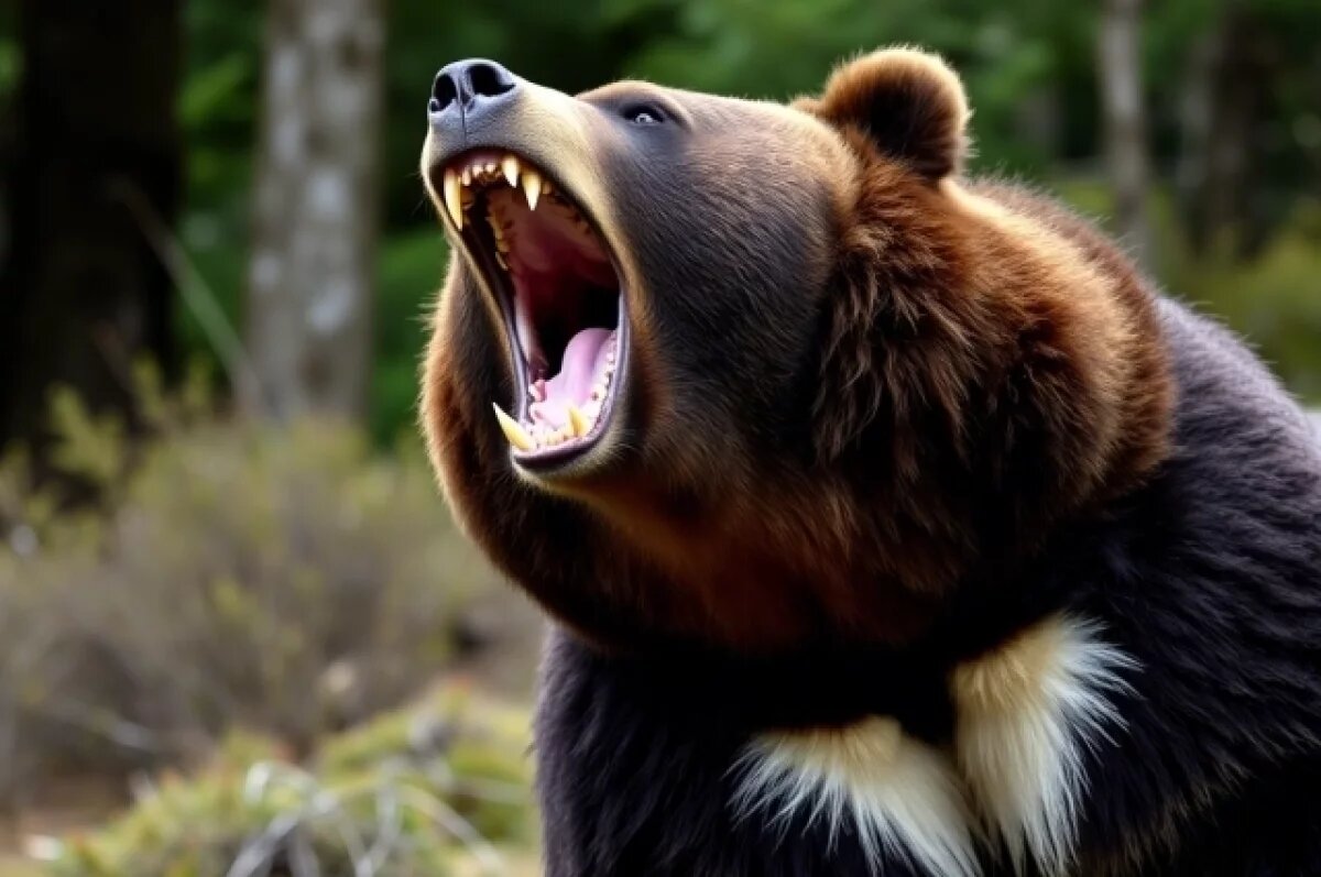    На Сахалине СК устанавливает обстоятельства нападения медведя на женщину