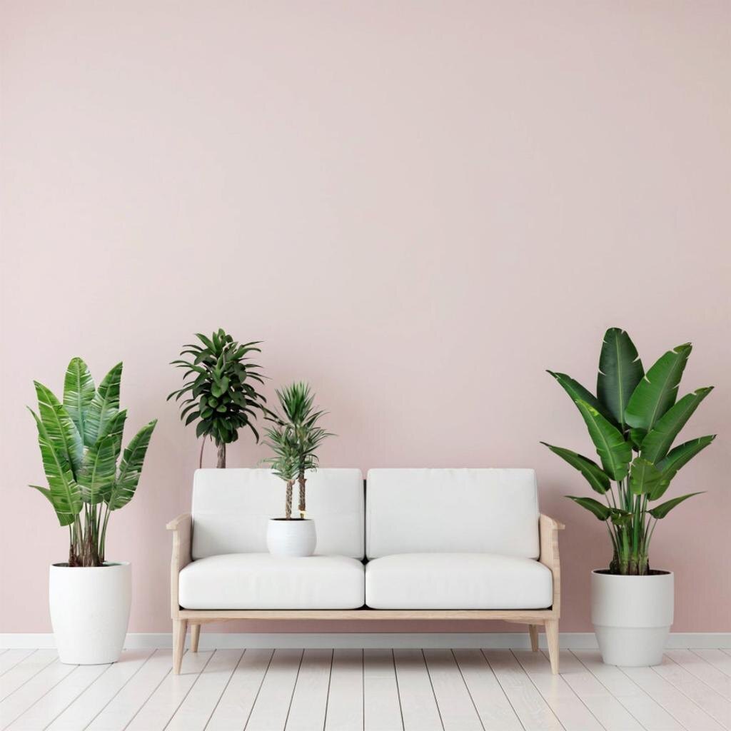 Элегантная гостиная с одной доминирующей стеной глубокого бледно-розового оттенка, белой мебелью и зелёными растениями.